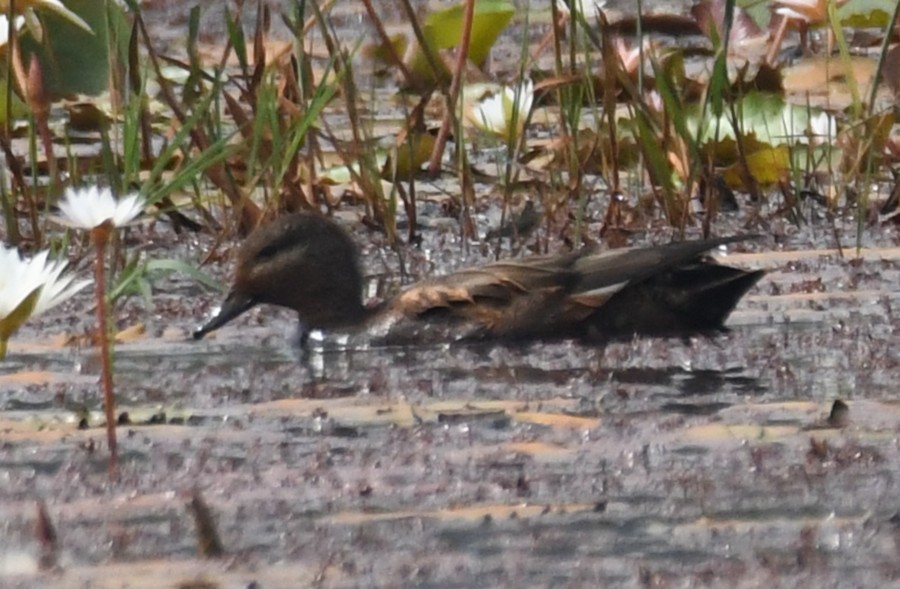 Gadwall - ML646043010