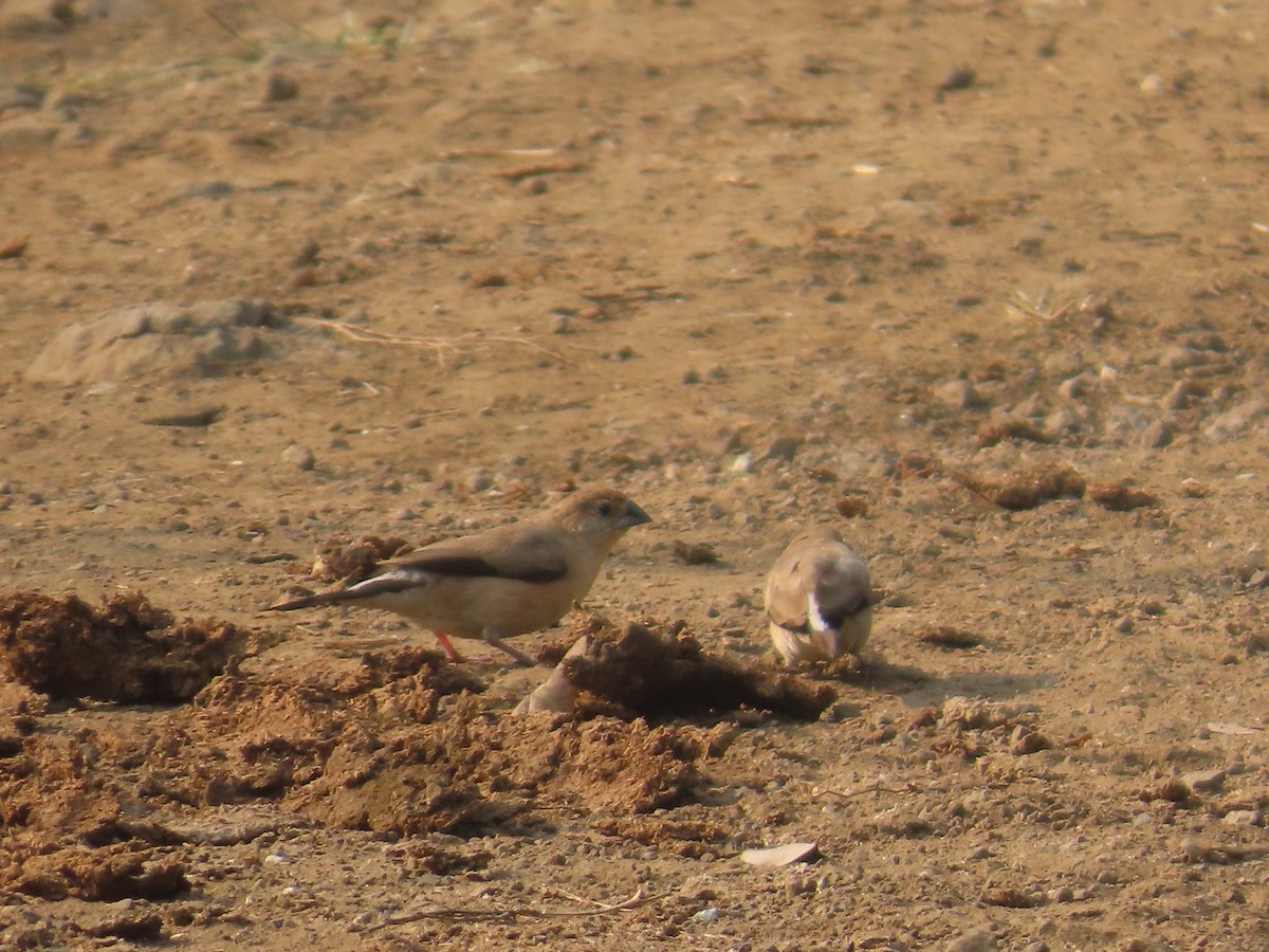 Indian Silverbill - ML646043015