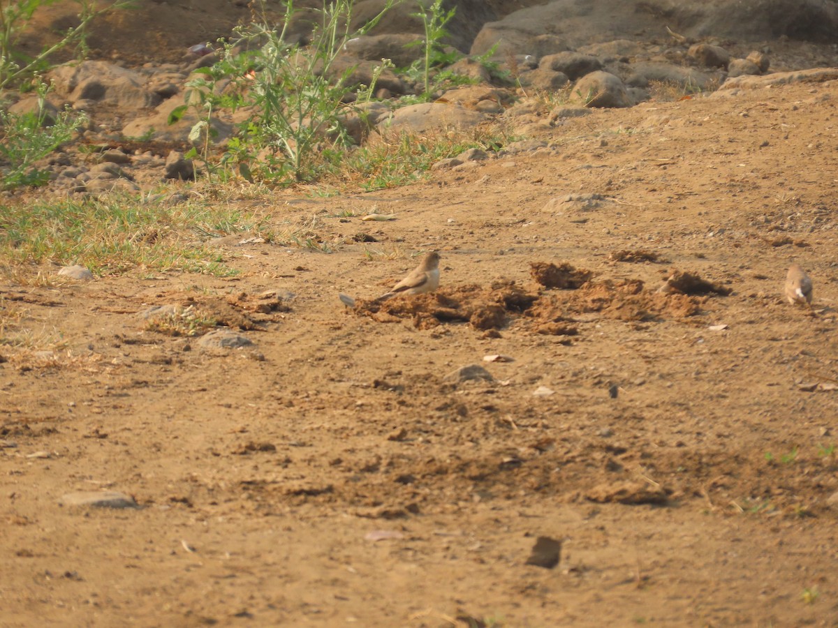 Indian Silverbill - ML646043016