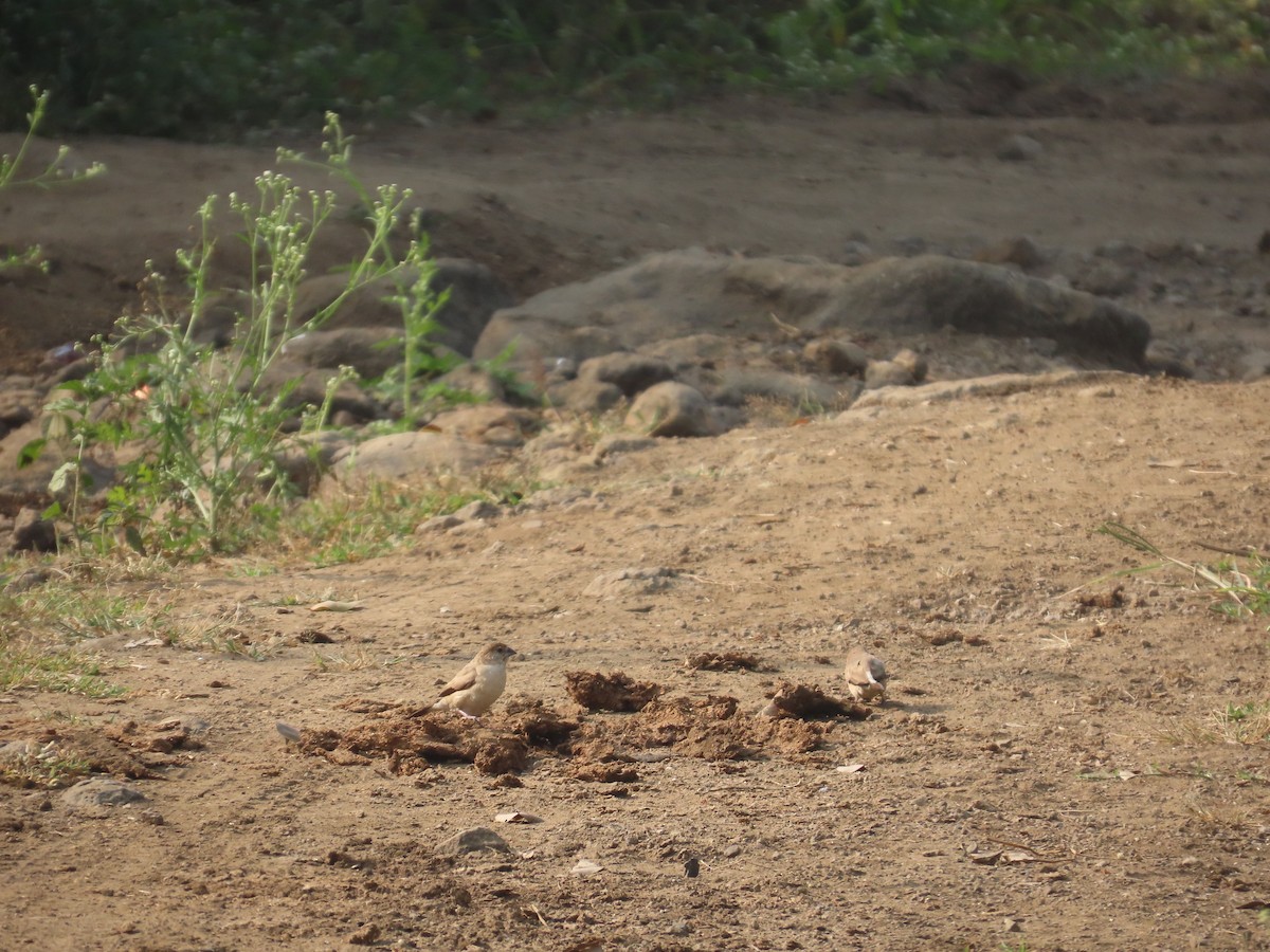 Indian Silverbill - ML646043017