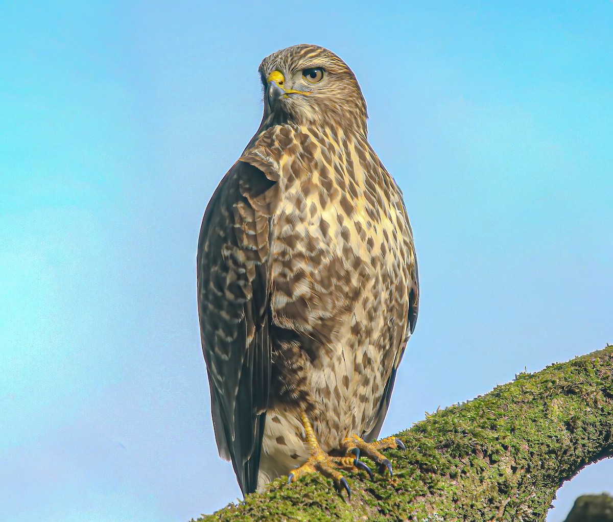 Common Buzzard - ML646043018