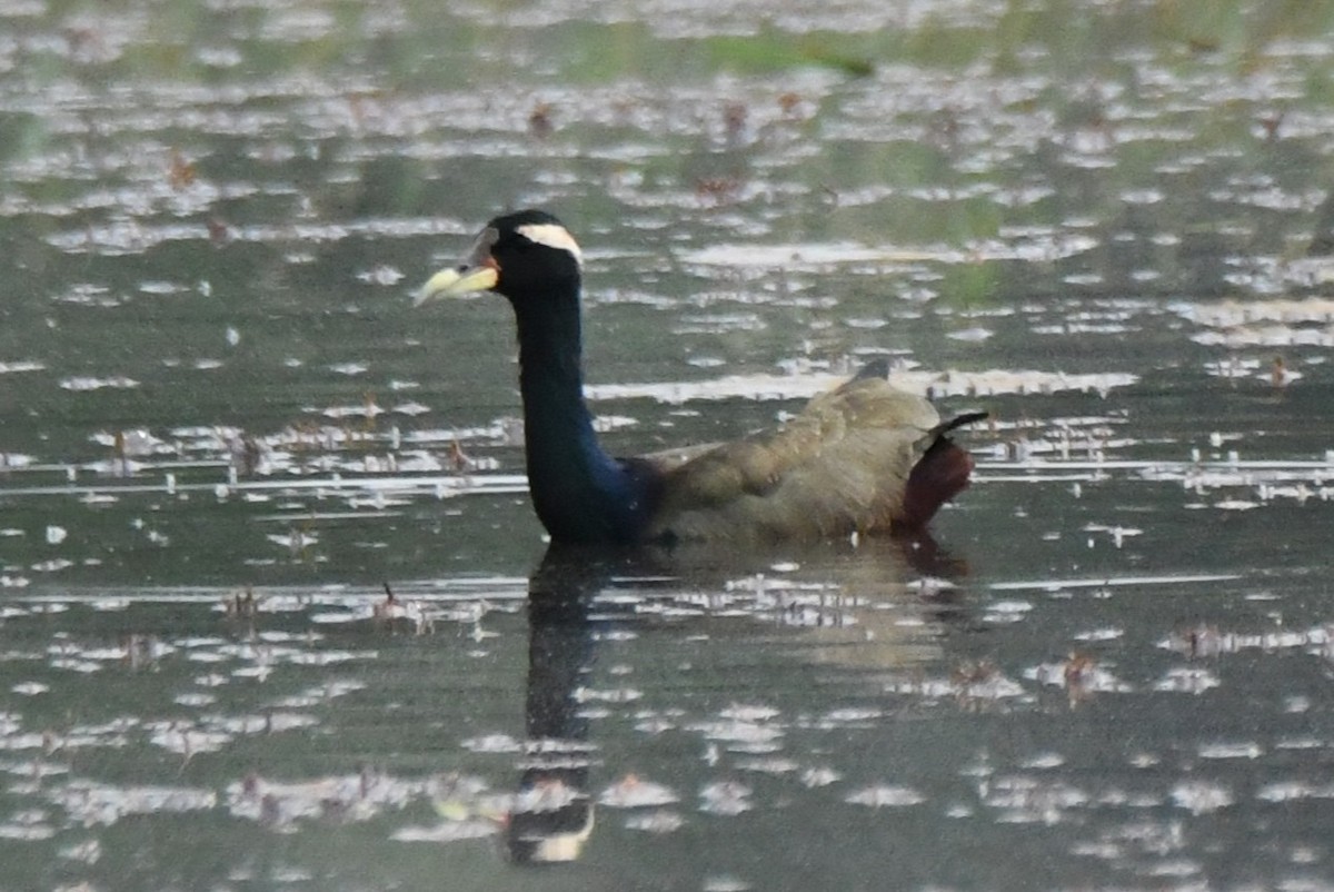 Bronze-winged Jacana - ML646043020