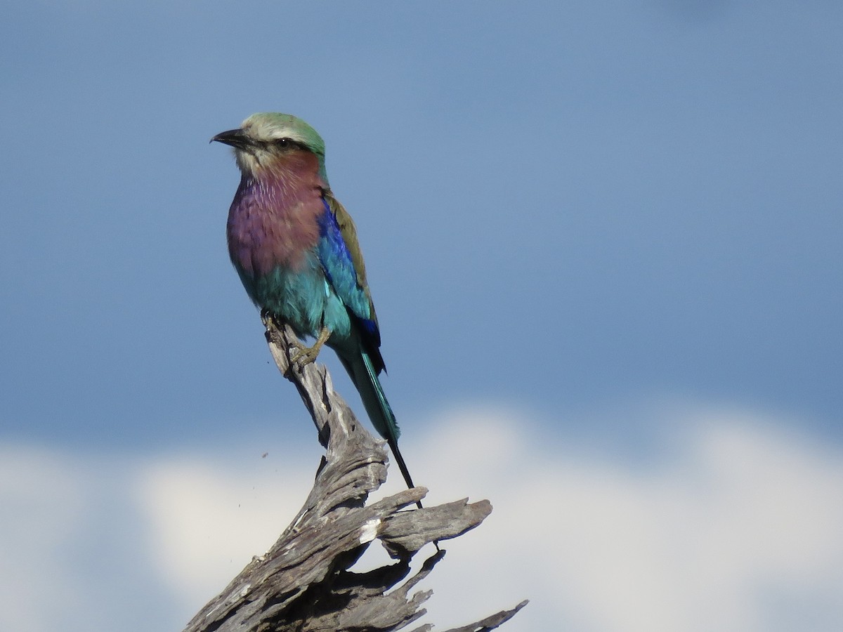 Lilac-breasted Roller - ML646043023