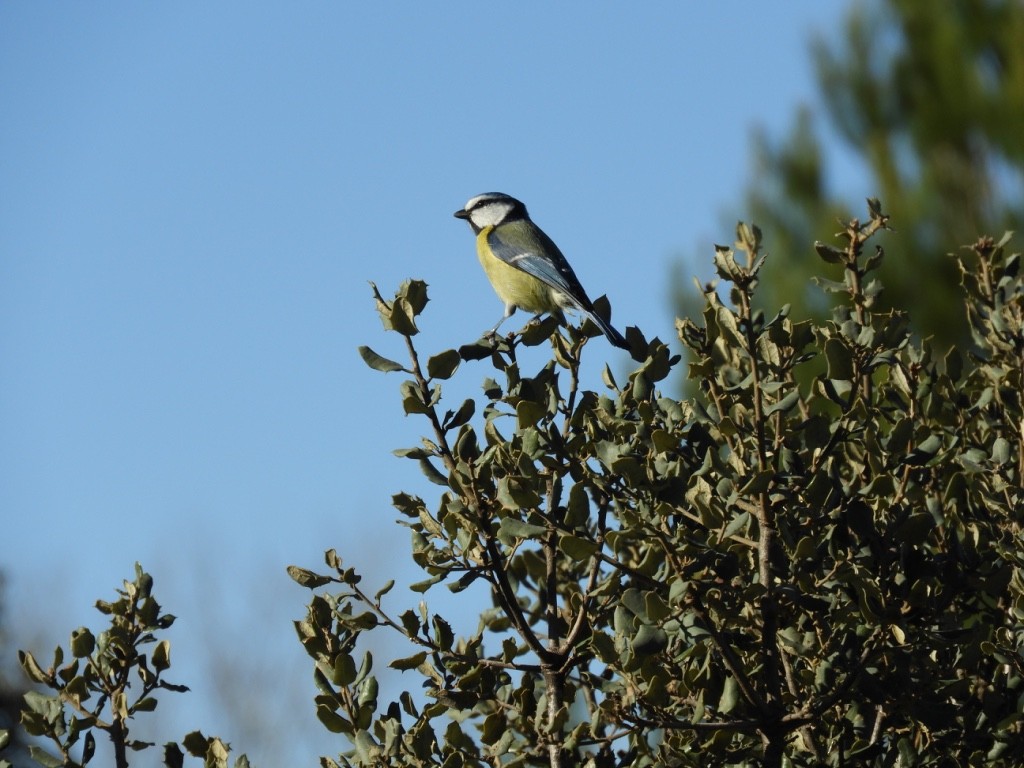 Eurasian Blue Tit - ML646043025