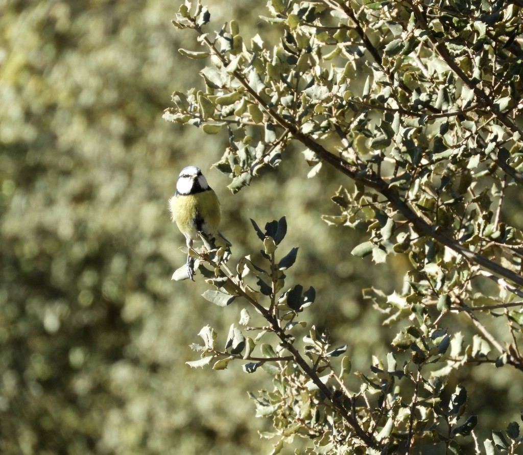 Eurasian Blue Tit - ML646043027