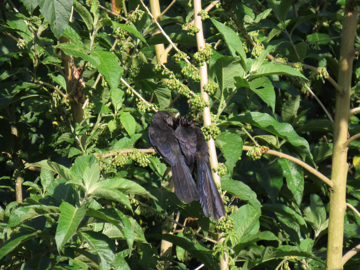 Smooth-billed Ani - ML646043028