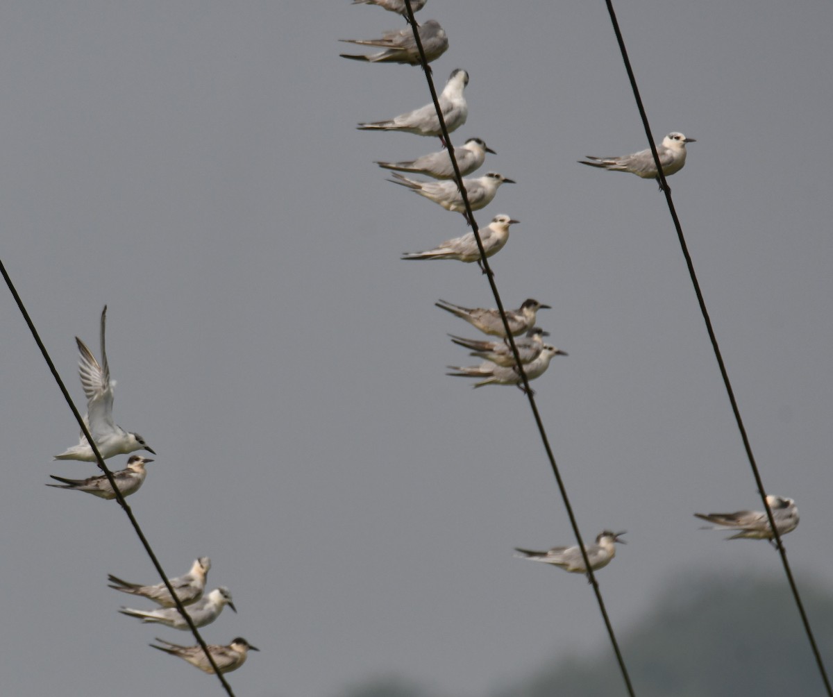 Whiskered Tern - ML646043029