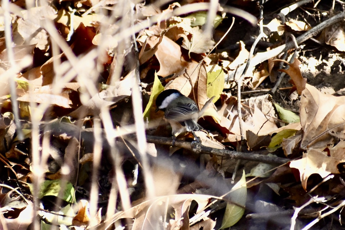 Carolina Chickadee - ML646043031