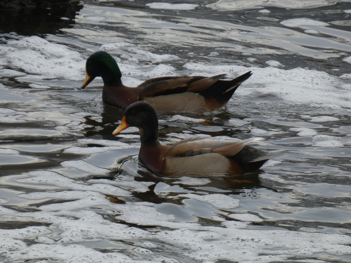 Wood Duck x Mallard (hybrid) - ML646043046