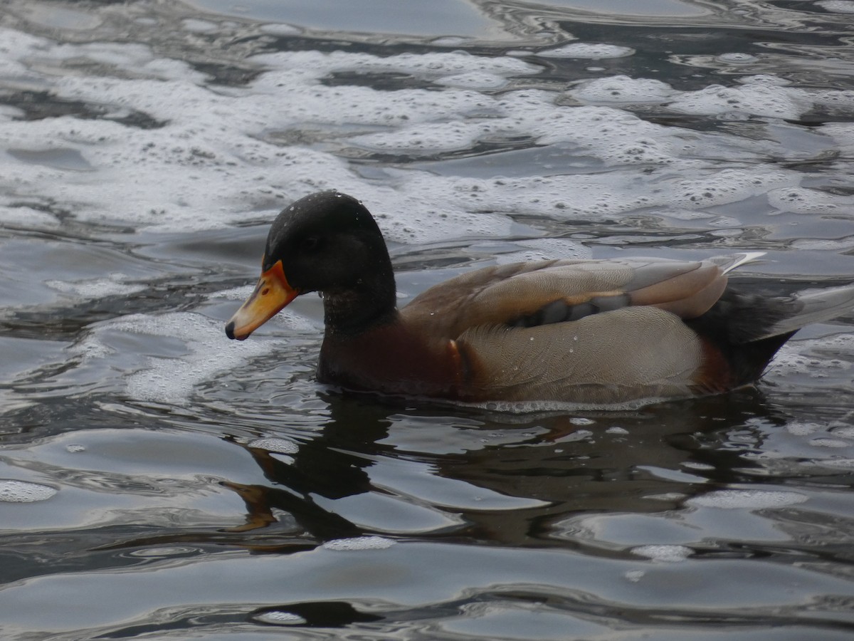 Wood Duck x Mallard (hybrid) - ML646043047
