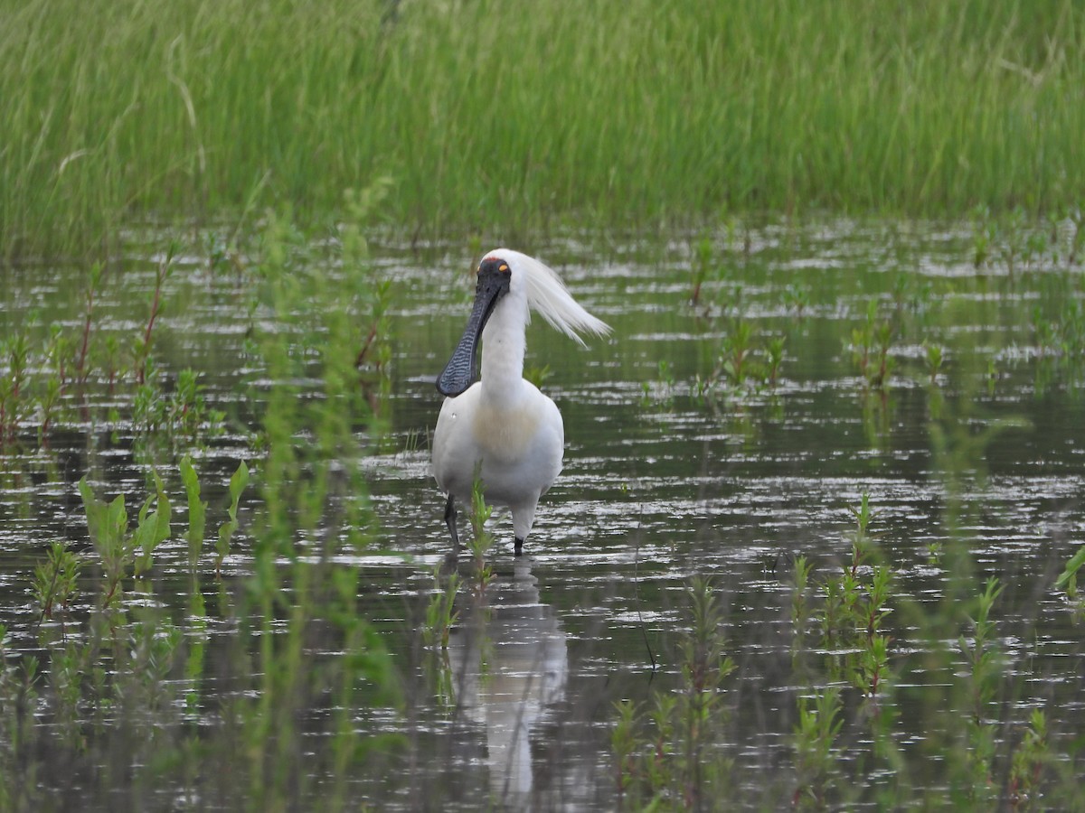 Косар королівський - ML646043048
