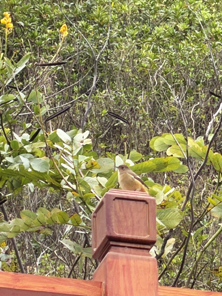 חכלילית סיבירית - ML646043050