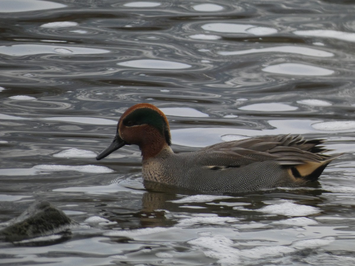 Green-winged Teal - ML646043052