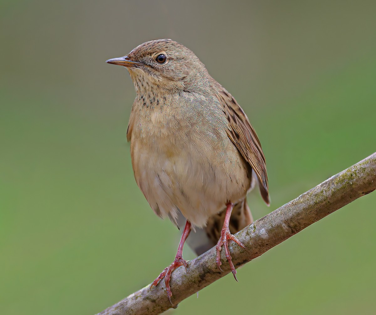 Обыкновенный сверчок - ML646043054