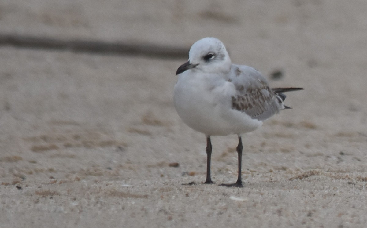 Mediterranean Gull - ML646043060