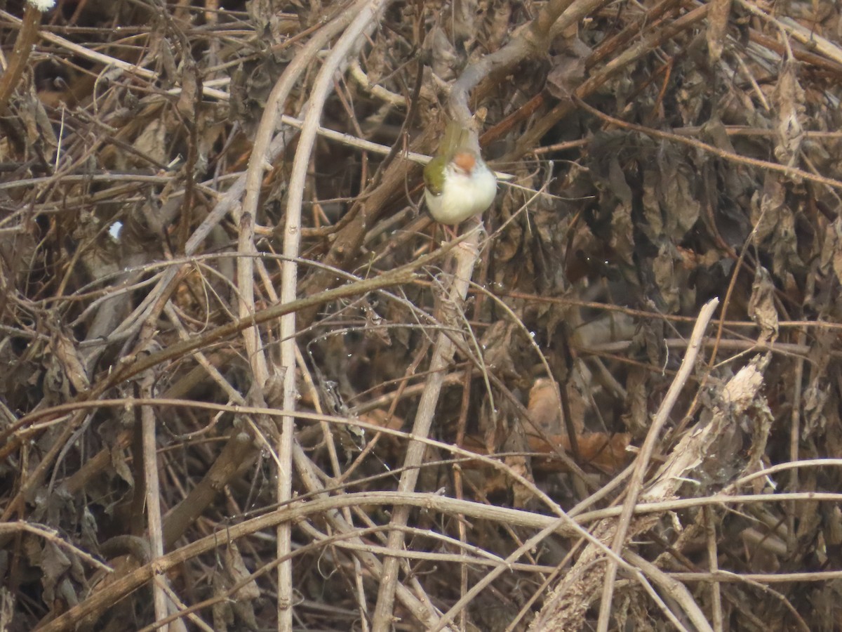 langstjertskredderfugl - ML646043062