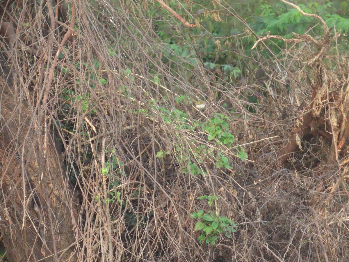 langstjertskredderfugl - ML646043063