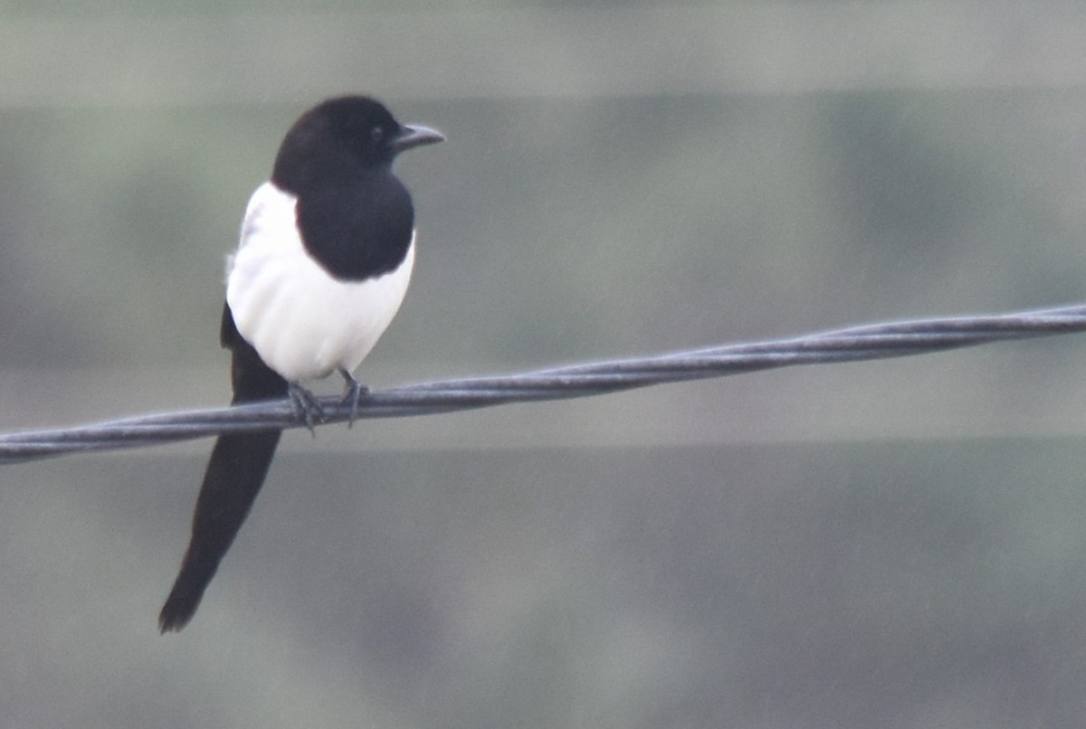Eurasian Magpie - ML646043079