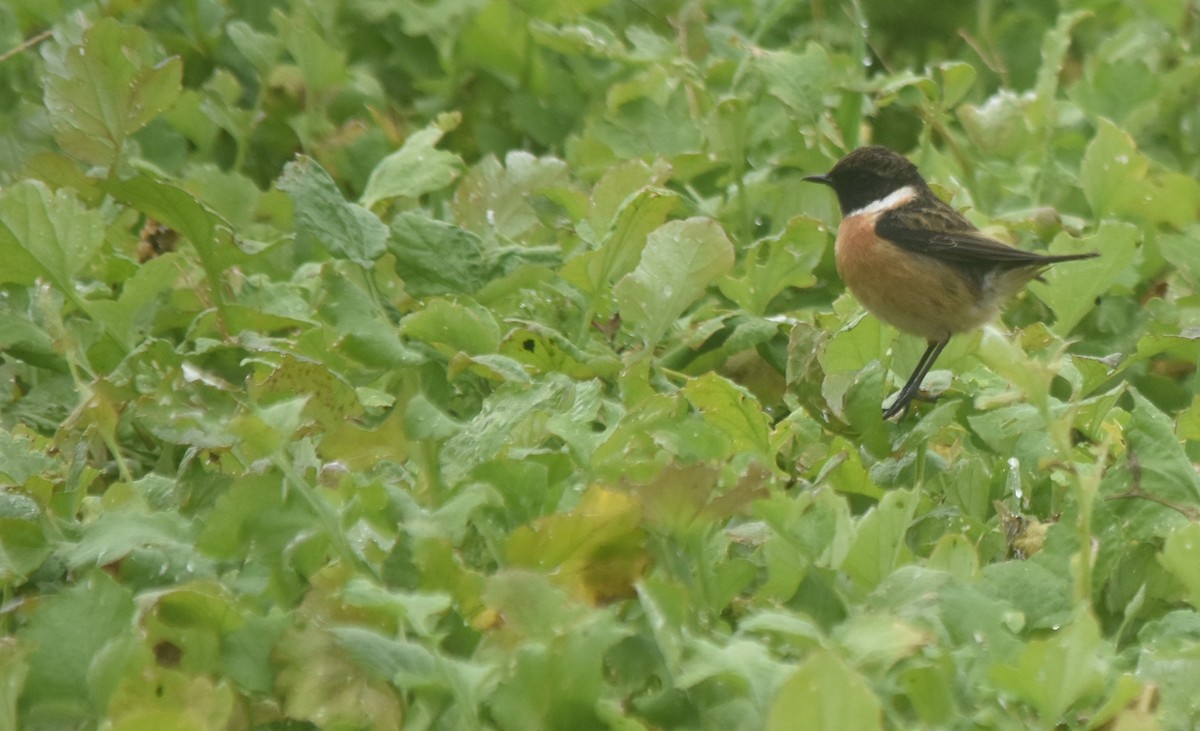 European Stonechat - ML646043080