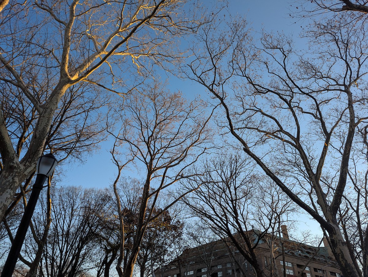 Red-tailed Hawk - ML646043089