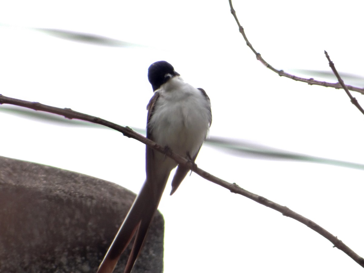 Fork-tailed Flycatcher - ML646043090