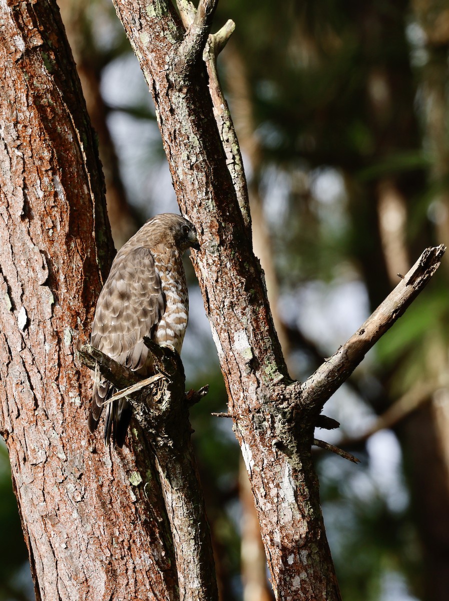 Broad-winged Hawk - ML646043091