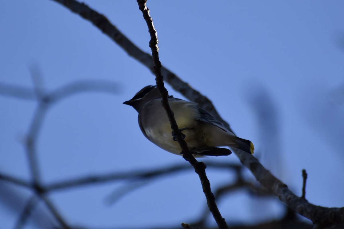 ציצנית אמריקנית - ML646043092