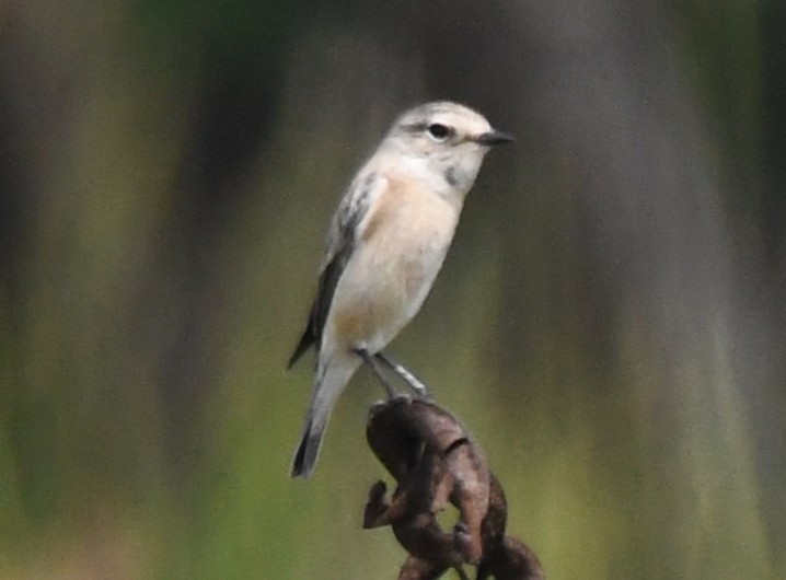 דוחל מזרחי - ML646043093