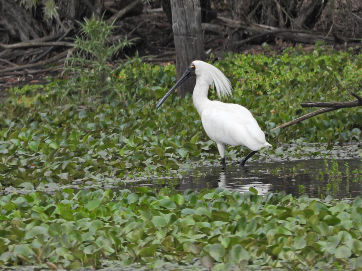Royal Spoonbill - ML646043094