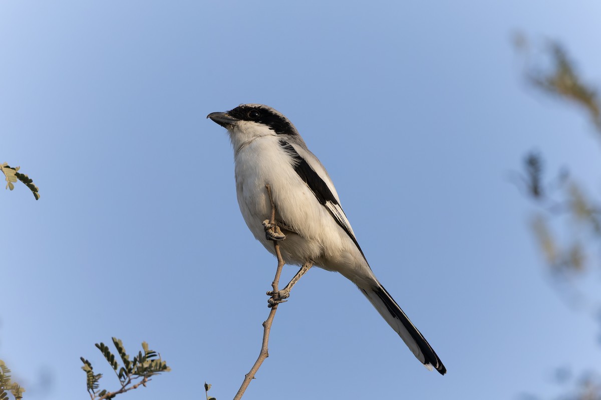 חנקן גדול - ML646043095