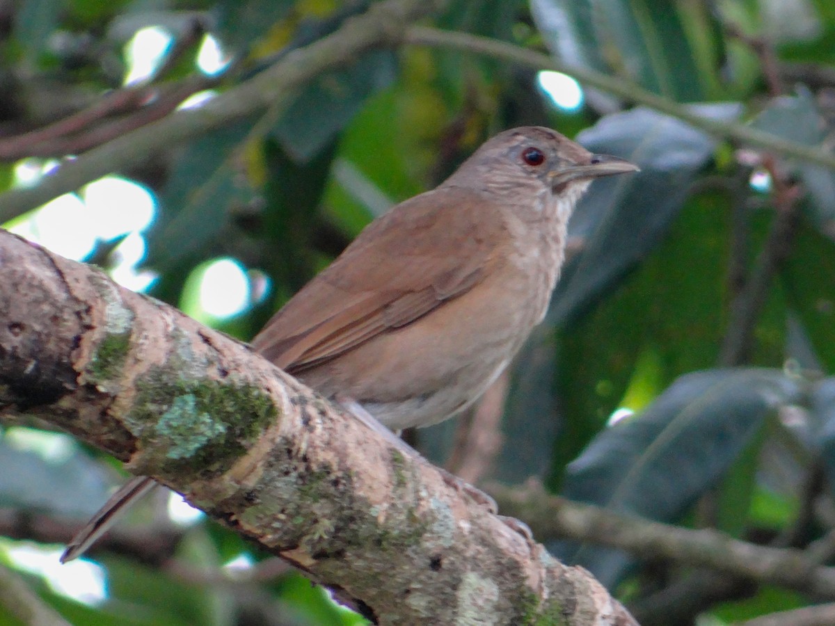 Pale-breasted Thrush - ML646043097