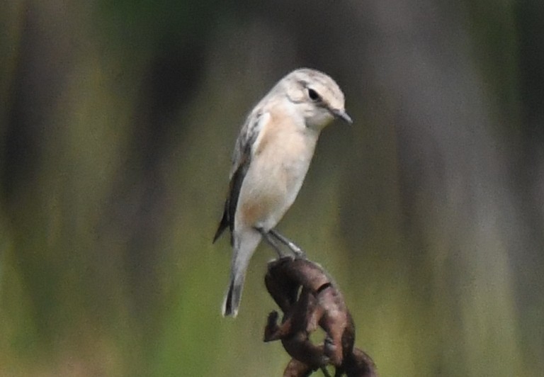 דוחל מזרחי - ML646043098