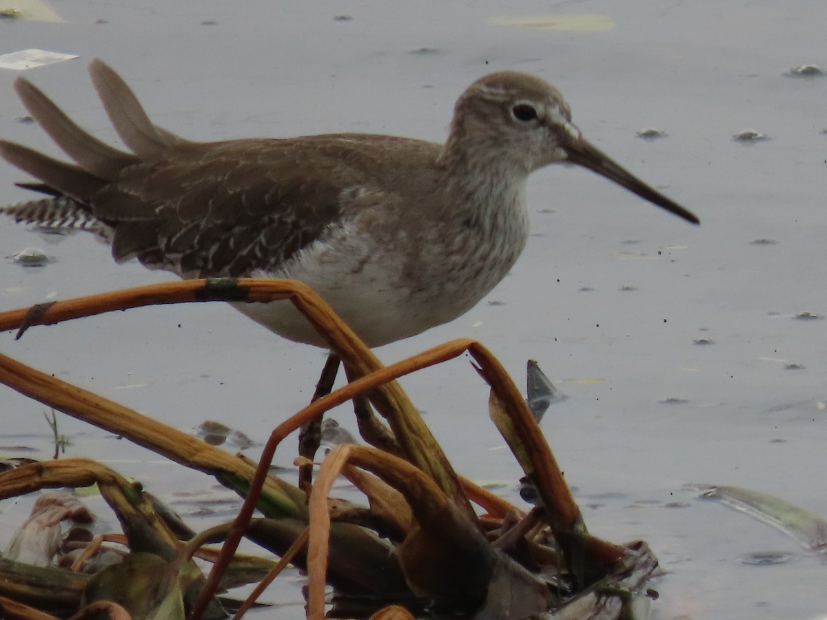 ביצנית לבנת-כנף - ML646043099