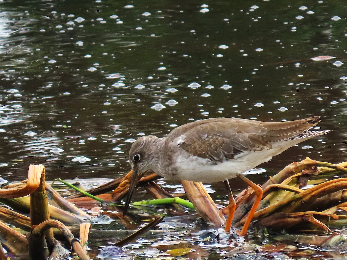 ביצנית לבנת-כנף - ML646043100