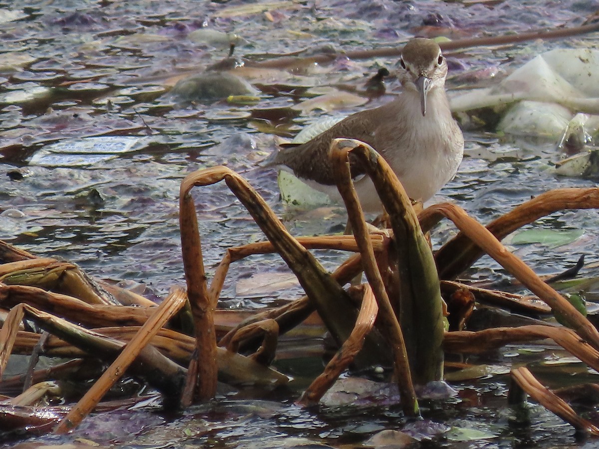 ביצנית לבנת-כנף - ML646043101