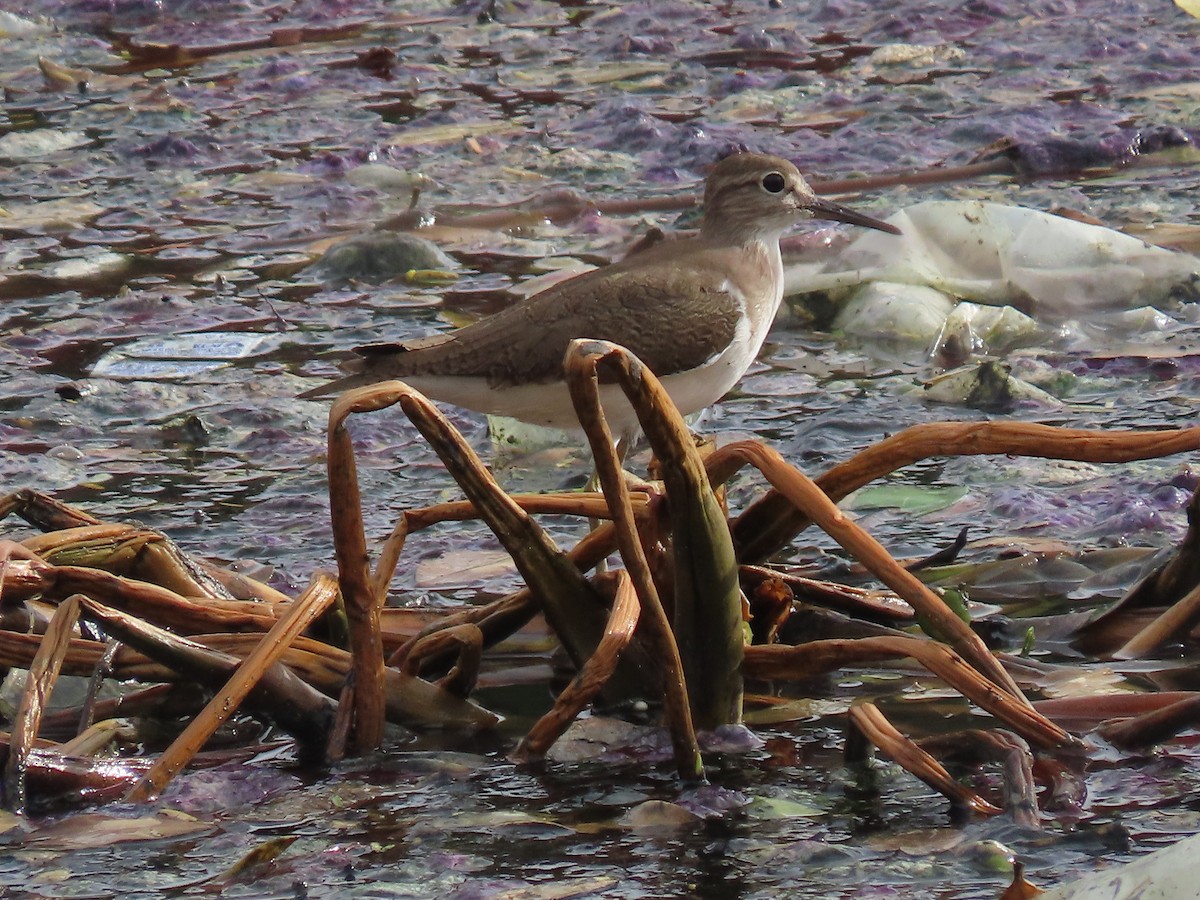 ביצנית לבנת-כנף - ML646043102