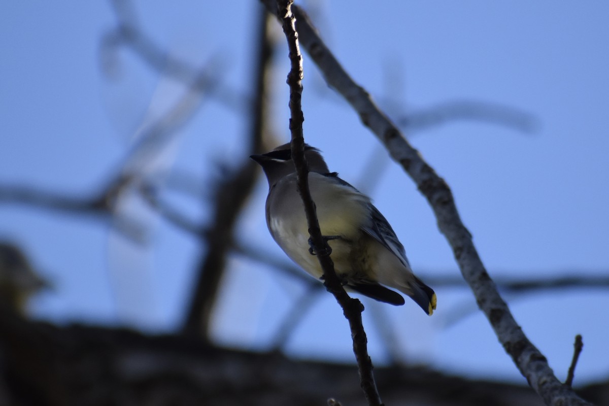 ציצנית אמריקנית - ML646043103