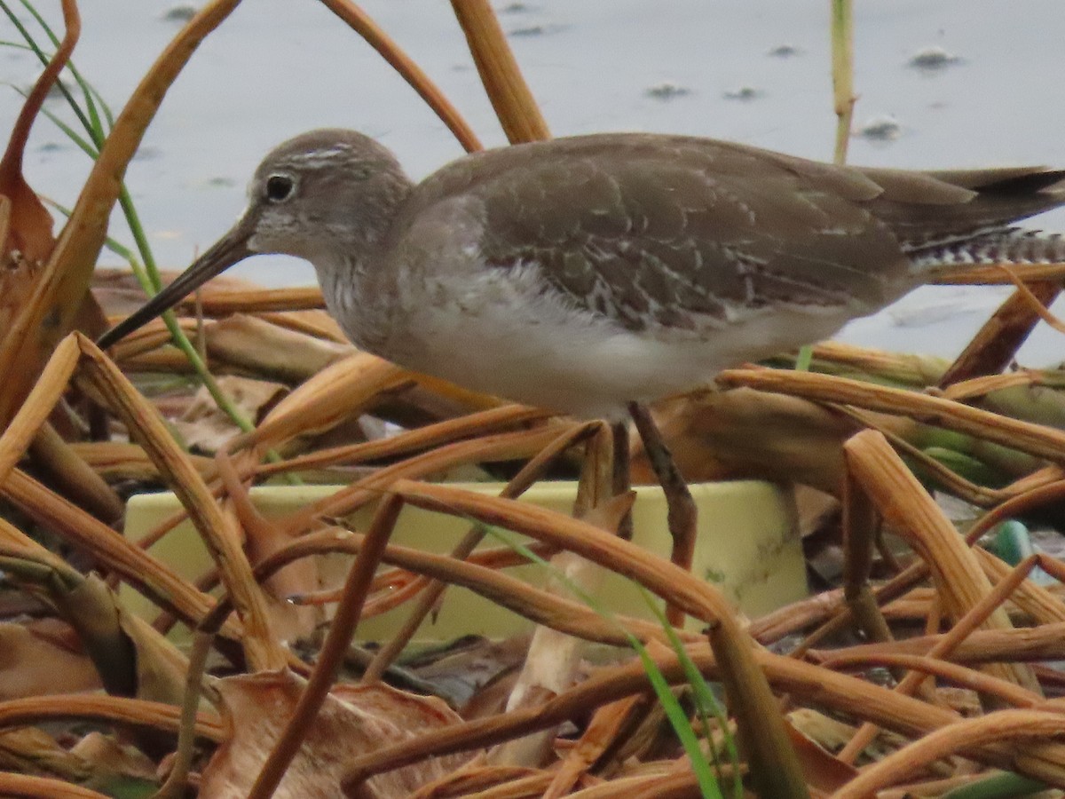 ביצנית לבנת-כנף - ML646043104