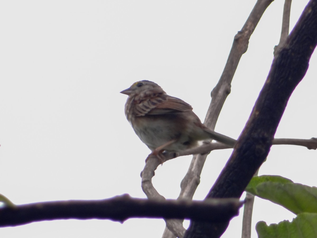 Grassland Sparrow - ML646043105