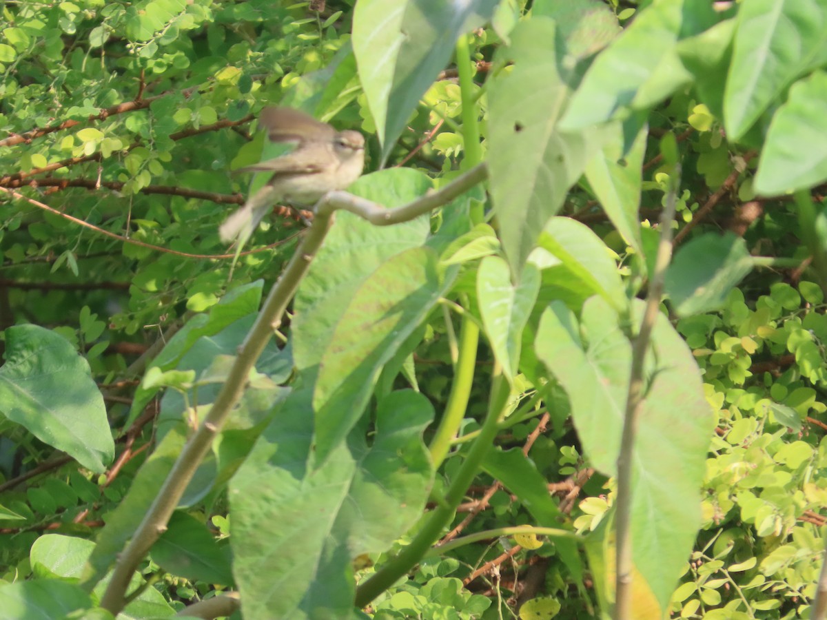 סבכיי כלשהו בלתי-מזוהה - ML646043106
