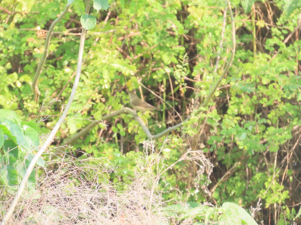 סבכיי כלשהו בלתי-מזוהה - ML646043107