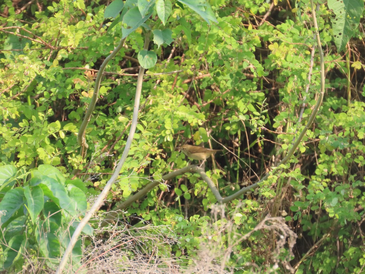 סבכיי כלשהו בלתי-מזוהה - ML646043109