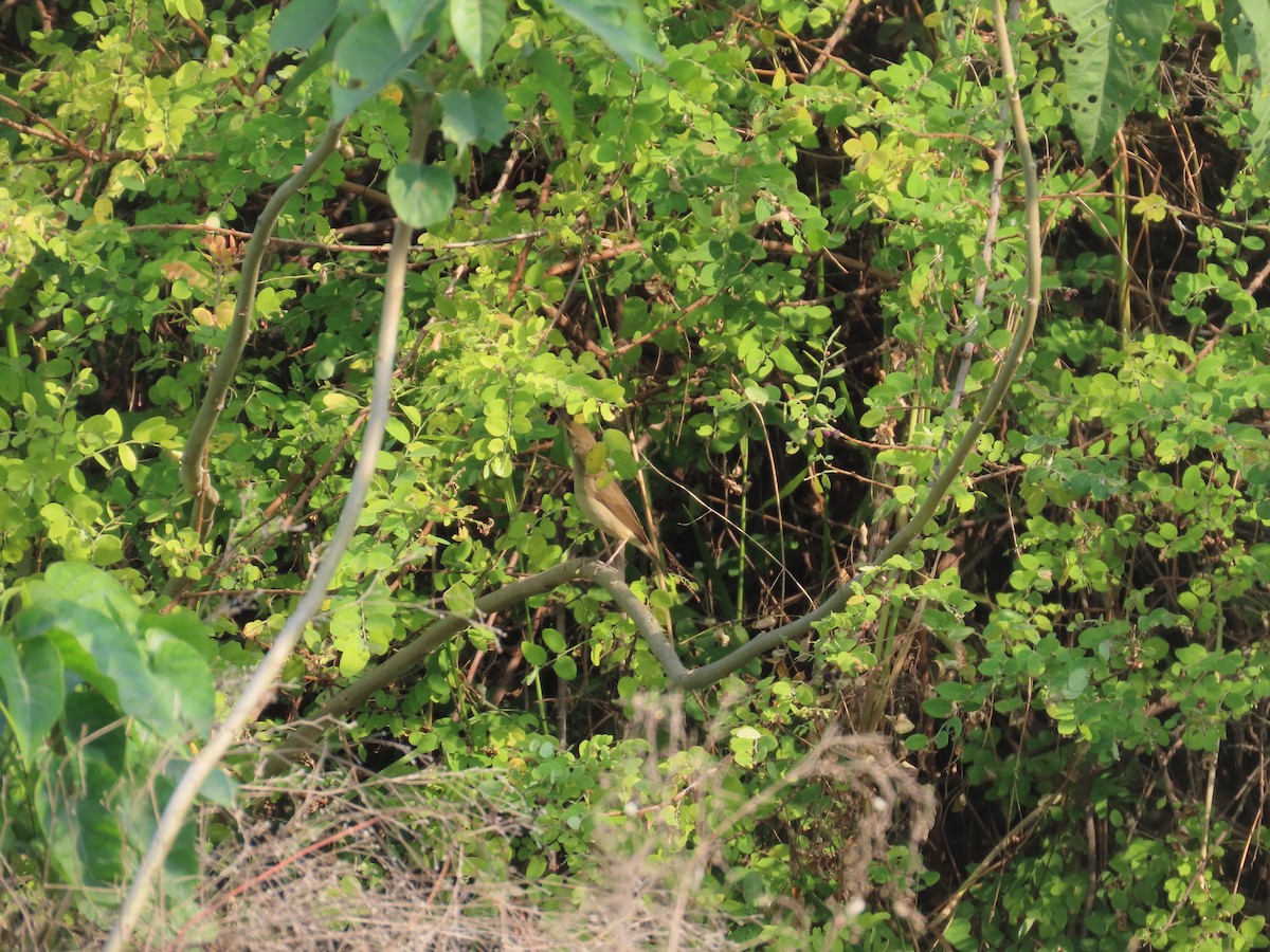 סבכיי כלשהו בלתי-מזוהה - ML646043110