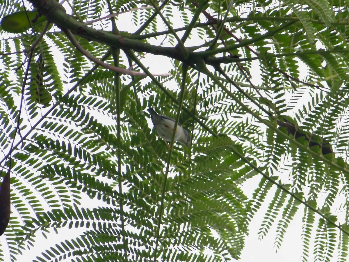 Hooded Tanager - ML646043111