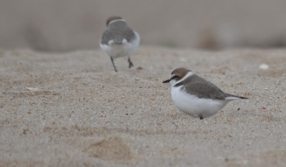 חופמי אלכסנדרי - ML646043112