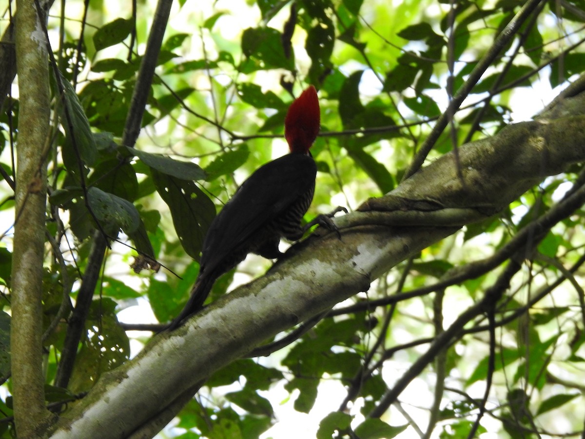 Crimson-crested Woodpecker - ML646043114