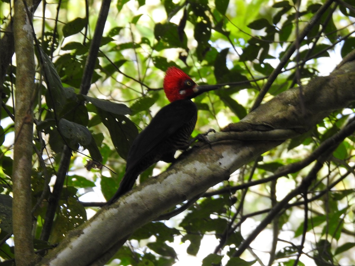 Crimson-crested Woodpecker - ML646043115