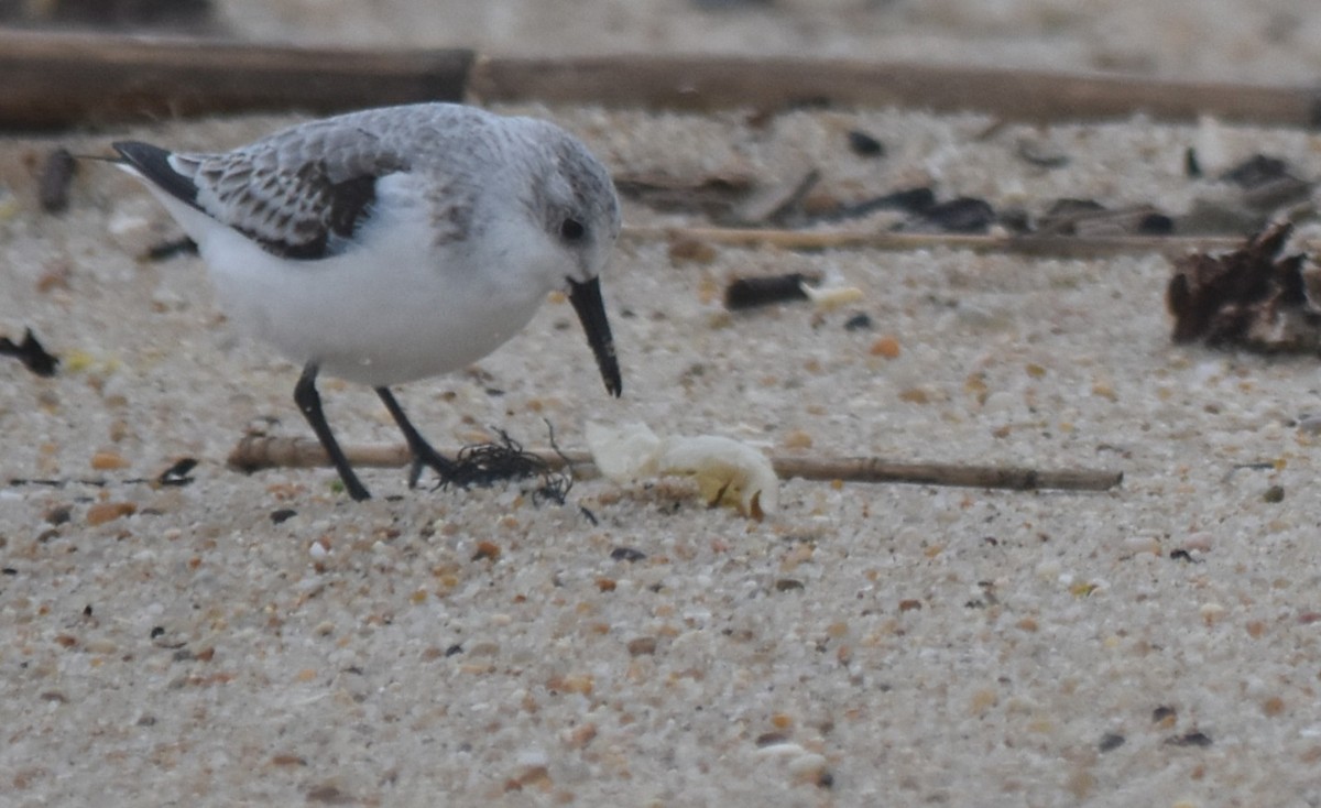 חופית לבנה - ML646043116