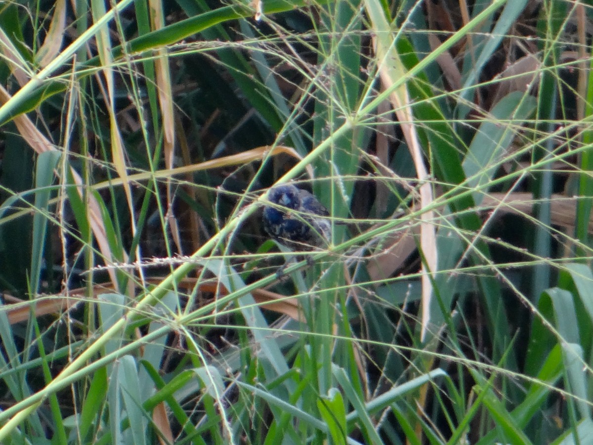 Blue-black Grassquit - ML646043118