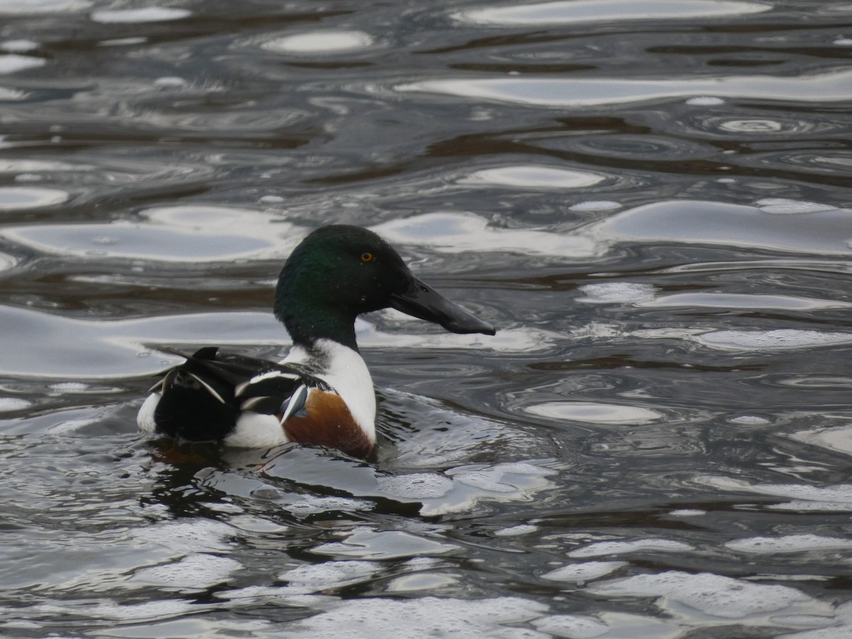 Northern Shoveler - ML646043119